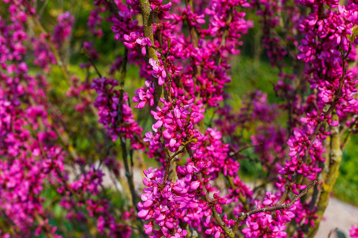 A close up horizontal image of the vibrant pink flowers of Cercis 'Avondale' pictured in bright sunshine on a soft focus background.