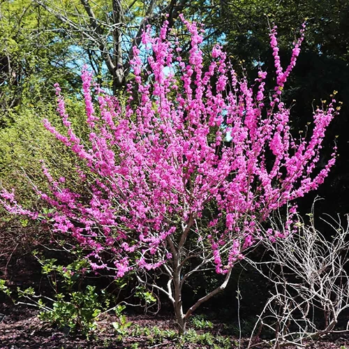 A square image of Cercis 'Avondale' in full bloom with bright pink flowers growing in the garden.