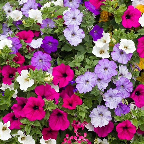 A close up of colorful petunias growing in a hanging basket.