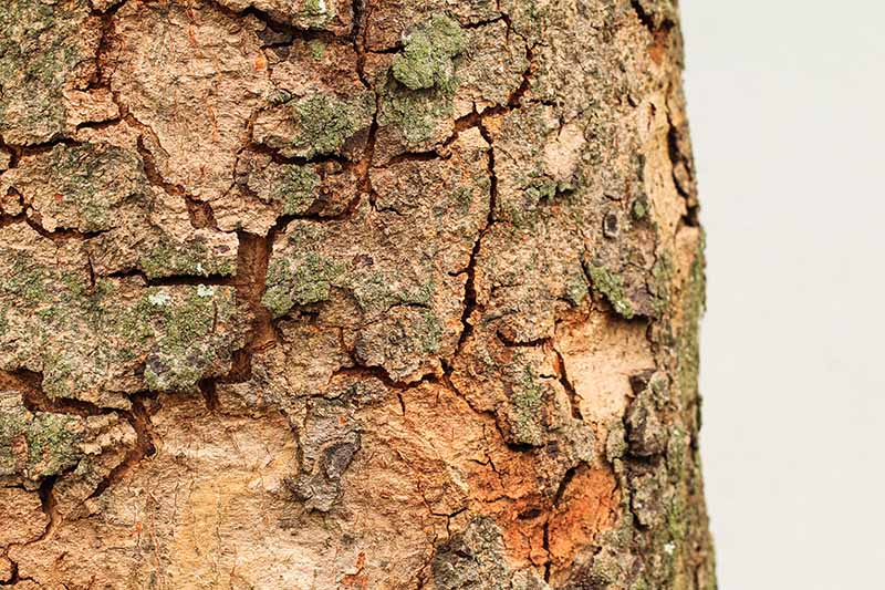 A close up horizontal image of the diseased bark on a landscape tree.