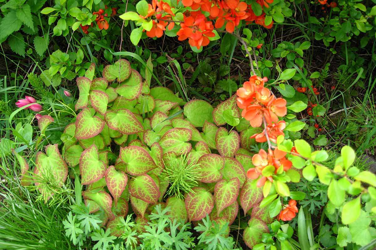 A close up horizontal image of the variegated foliage of red barrenwort growing by the edge of a hedge.
