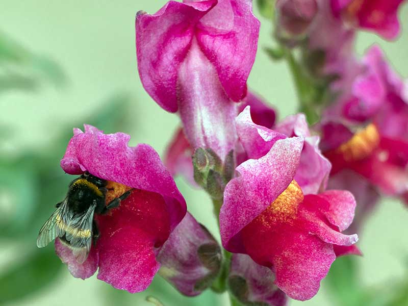 A close up of a bee feeding from pink Antirrhinum majus flowers pictured on a soft focus background.