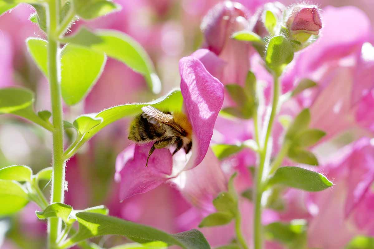 A close up horizontal image of a bee harvesting pollen on pink snapdragon flowers.