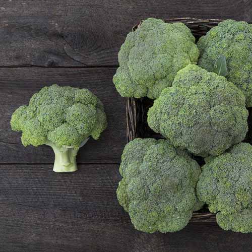 A close up square image of 'Belstar' broccoli set on a wooden surface.