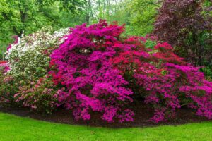 A horizontal image of large azalea bushes in full bloom in a botanical garden with trees and shrubs in the background.