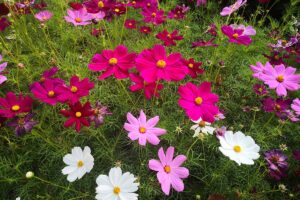 A close up horizontal image of cosmos flowers growing in a meadow.