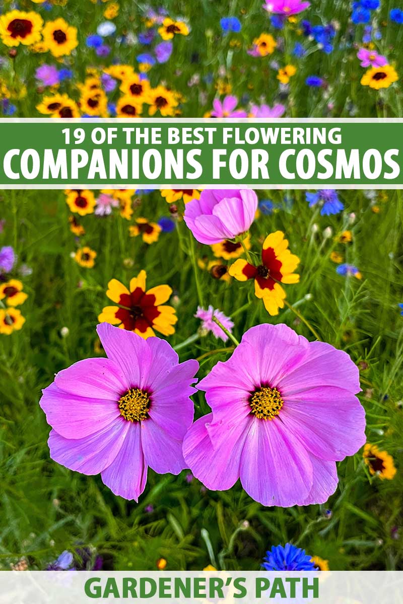 A close up vertical image of cosmos growing in a meadow with a variety of different companion plants. To the top and bottom of the frame is green and white printed text.