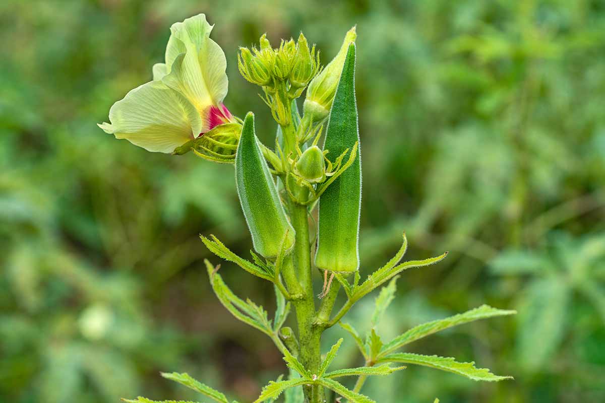A close up horizontal image of okra pods developing on the plant pictured on a soft focus background.