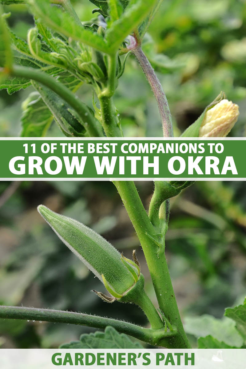 A close up vertical image of okra growing in the garden with a developing pod and budding bloom, pictured on a soft focus background. To the center and bottom of the frame is green and white printed text.
