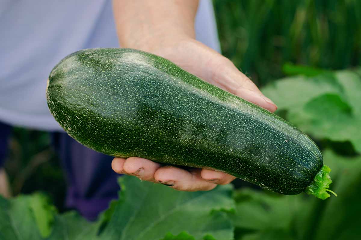 A horizontal image of a gardener holding a freshly harvested, single green zucchini pictured on a soft focus background.
