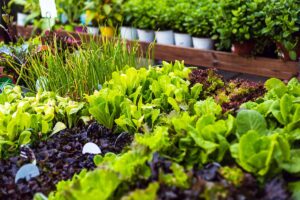A close up horizontal image of lettuce and other vegetable plants at a garden center.
