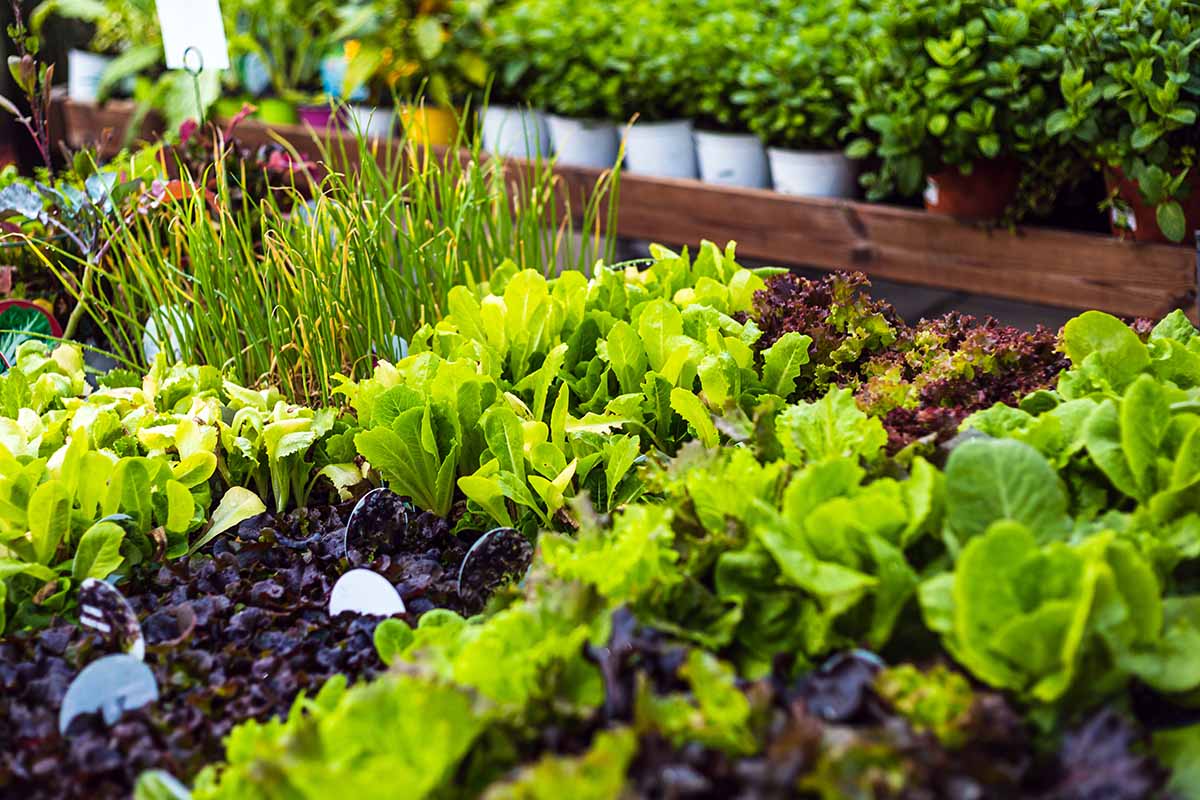 A close up horizontal image of lettuce and other vegetable plants at a garden center.
