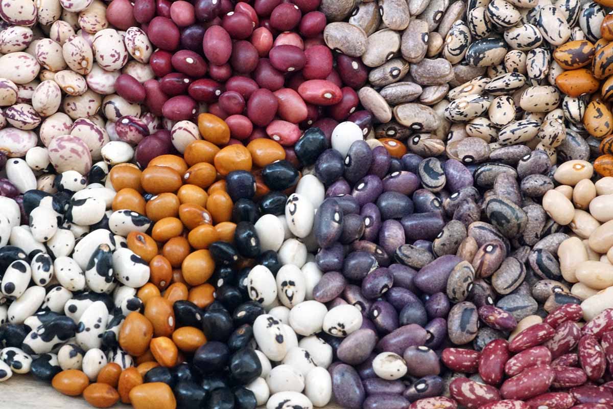 A close up horizontal image of a pile of different varieties of dried beans.