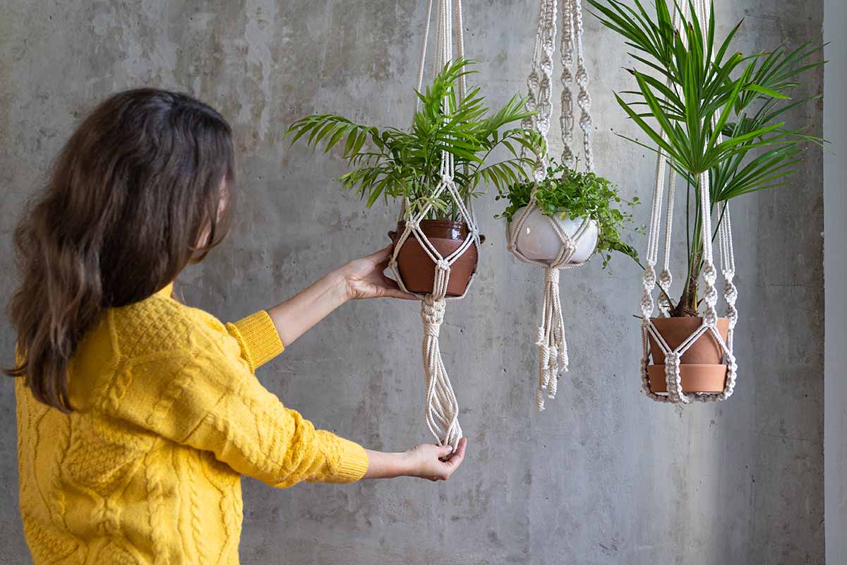 A close up horizontal image of a gardener adjusting hanging planters with a variety of different houseplants in them.