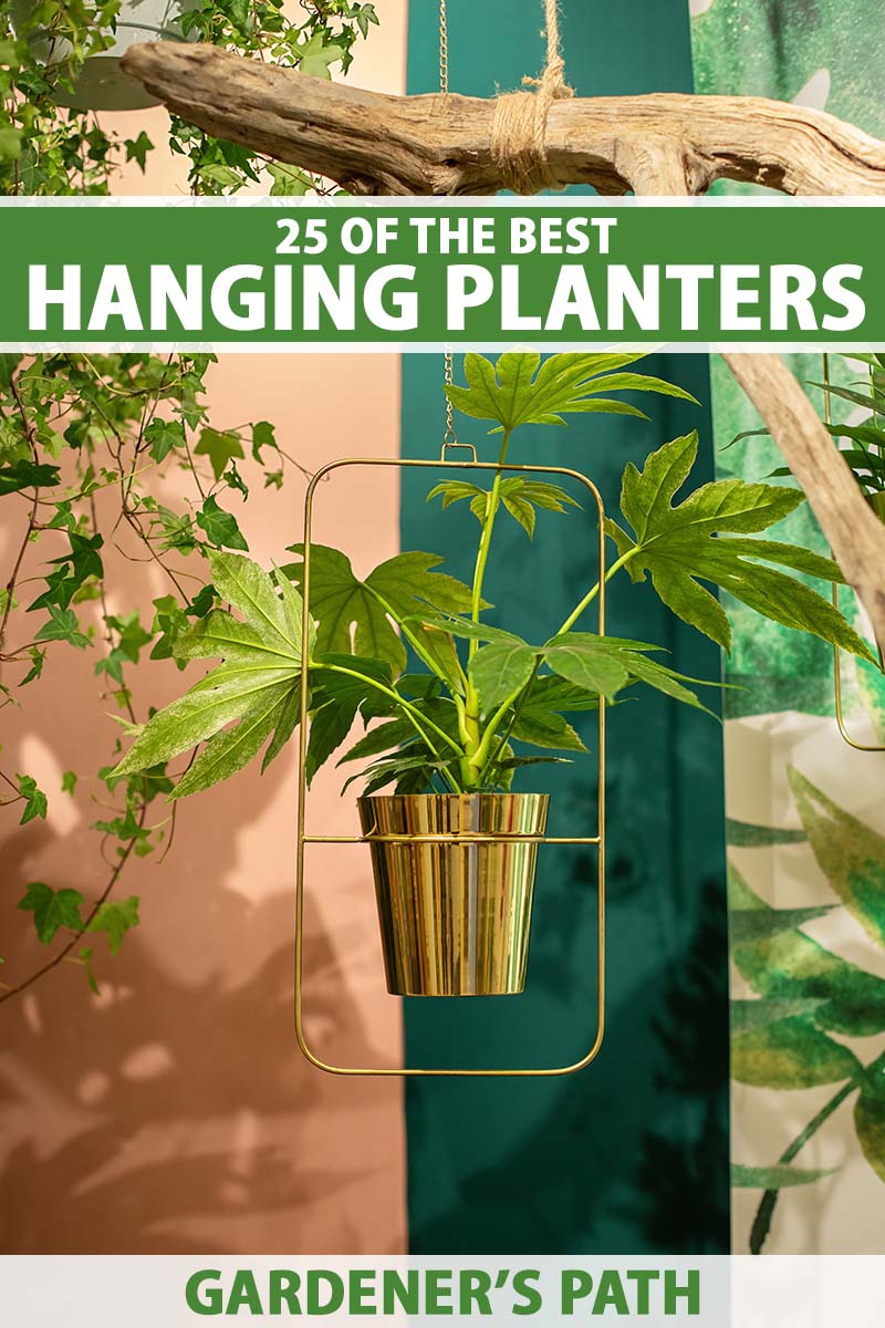 A vertical image of a brass hanging planter with a houseplant attached to a piece of driftwood. To the top and bottom of the frame is green and white printed text.