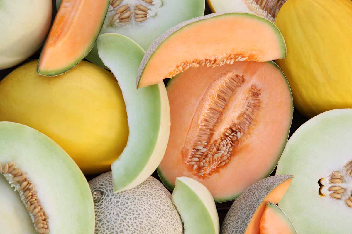 Top down view of different types of harvested melons, some whole and some cut into slices.