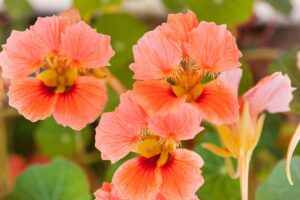 Close up of peach-pink nasturtium flowers growing on a vine in the garden.