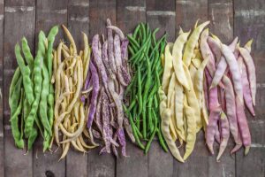 A close up horizontal image of an assorted mix of freshly harvested pole beans set on a rustic wooden table.