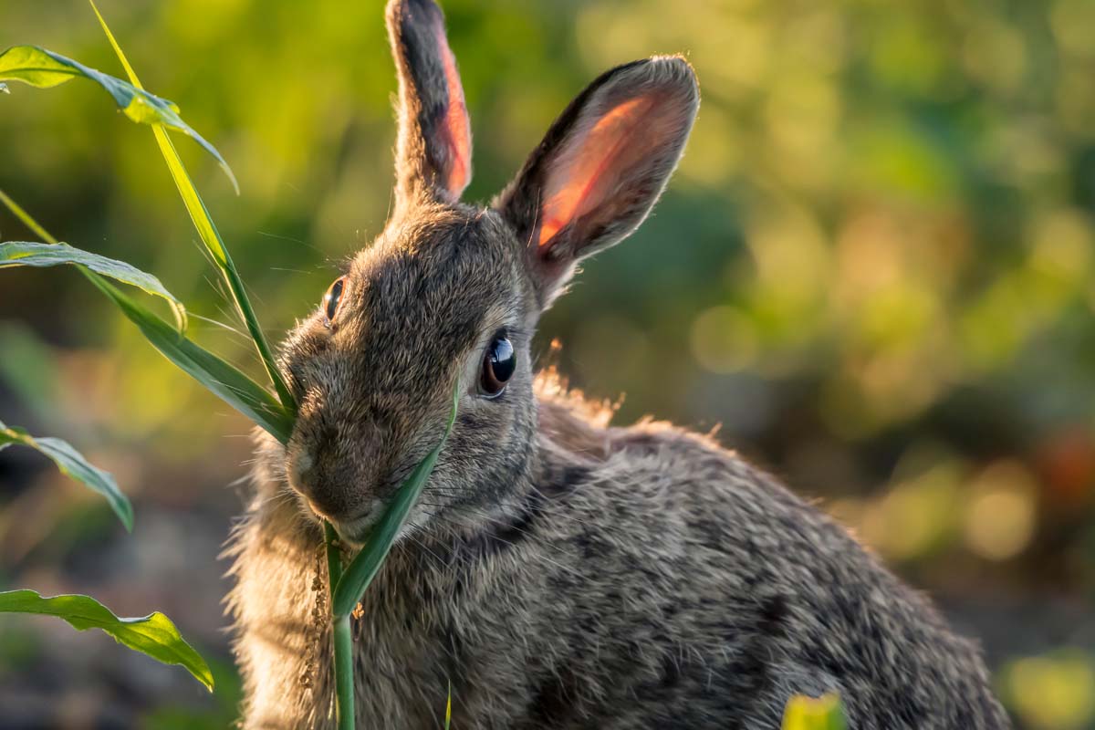 A close up of a rabbit nibbling on a plant, pictured in light sunshine on a soft-focus background.