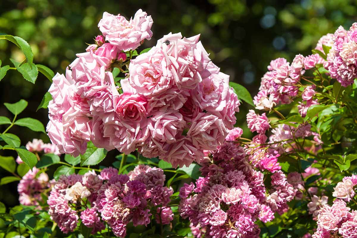 A close up horizontal image of pink roses in full bloom in the garden pictured in bright sunshine on a soft focus background.