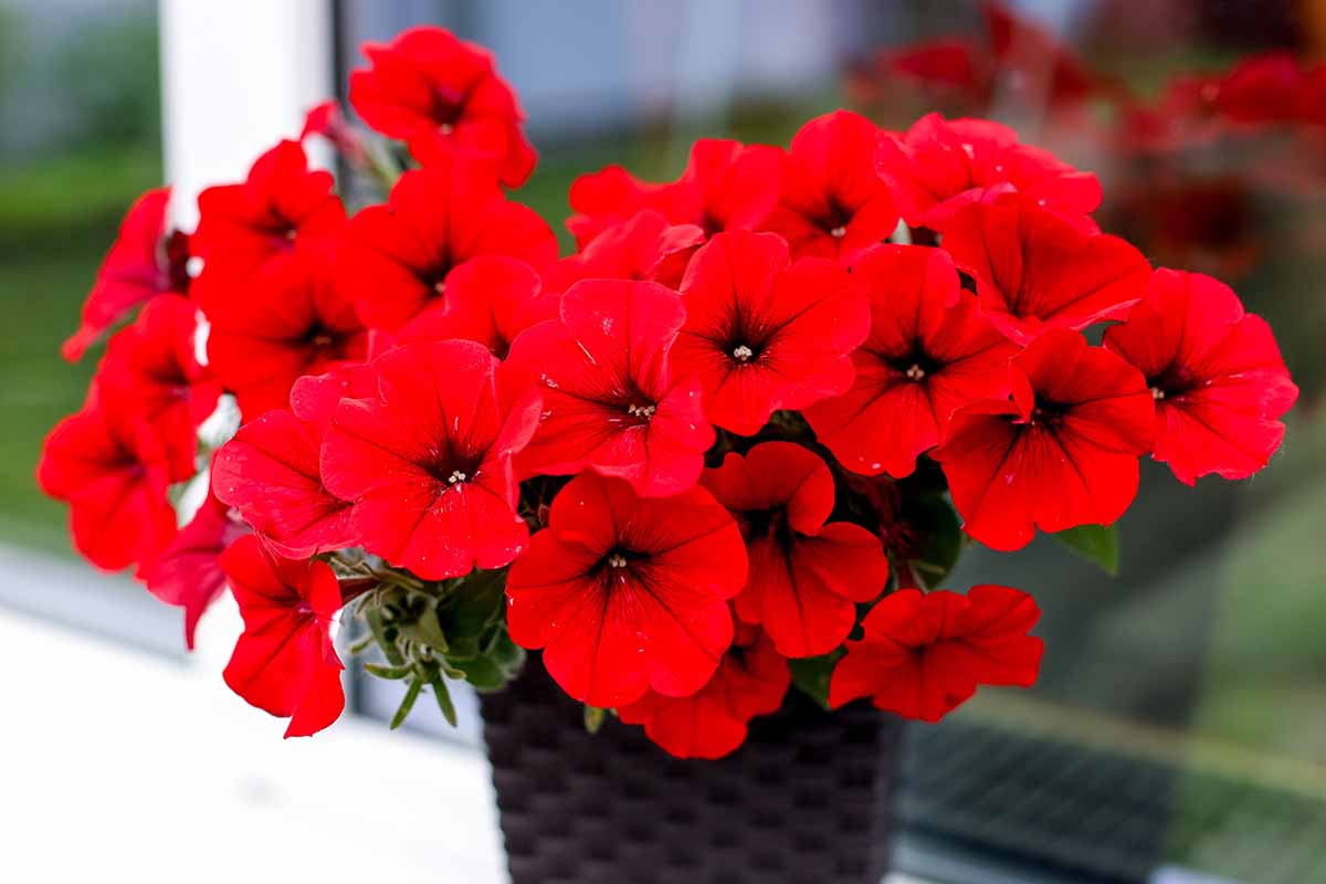 A close up horizontal image of bright red petunias growing in a pot on a patio pictured on a soft focus background.
