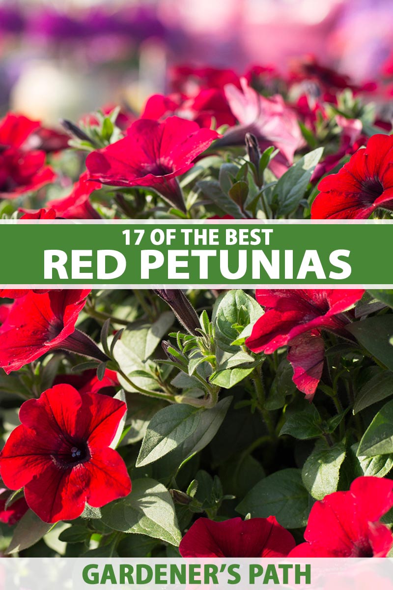 A close up vertical image of bright red petunias growing in a sunny garden pictured on a soft focus background. To the center and bottom of the frame is green and white printed text.