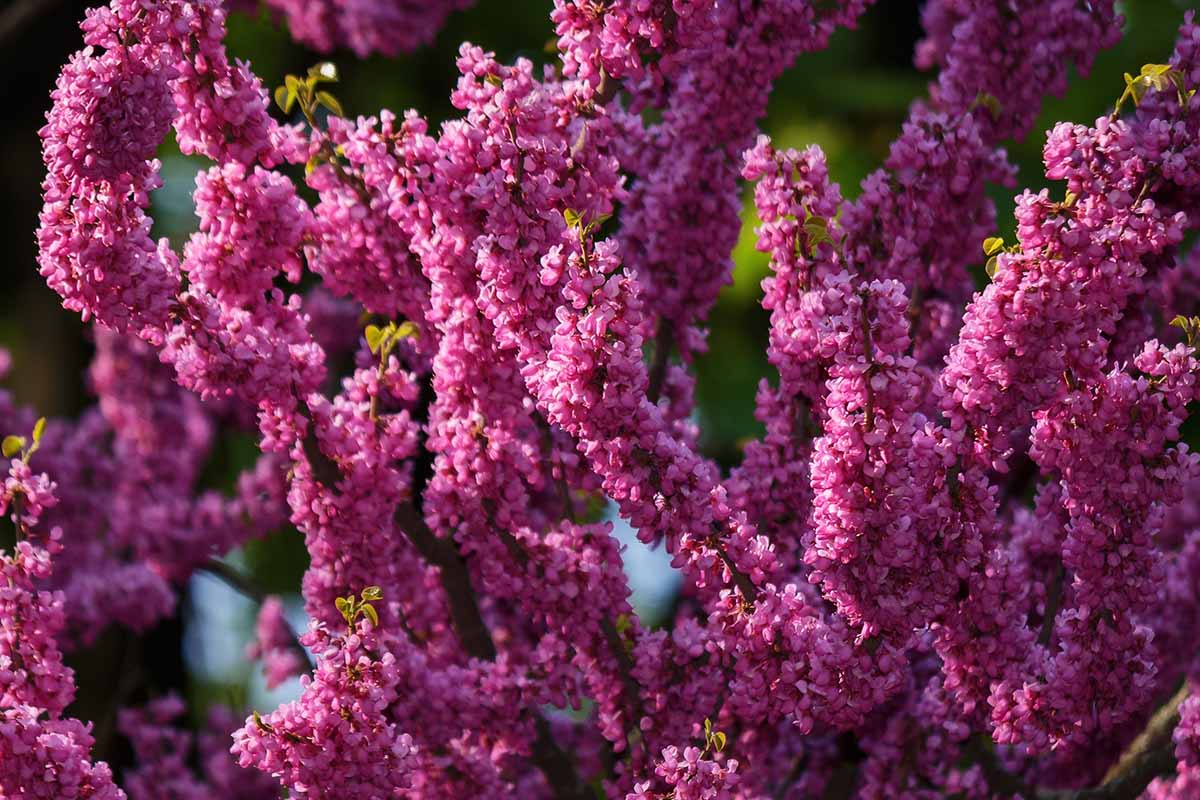 A close up horizontal image of the bright pink flowers of a redbud tree in full bloom in the spring garden.