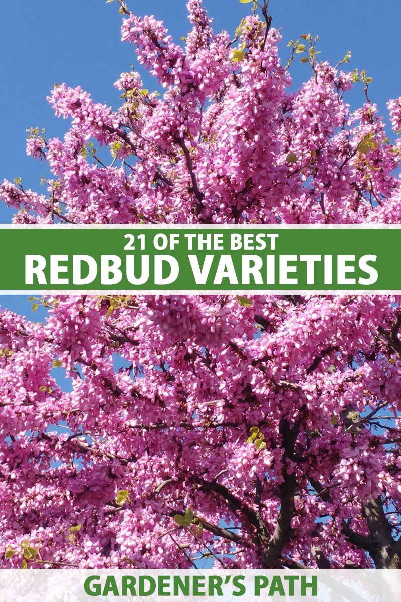 A vertical image of a pink redbud tree in full bloom pictured on a blue sky background. To the center and bottom of the frame is green and white printed text.