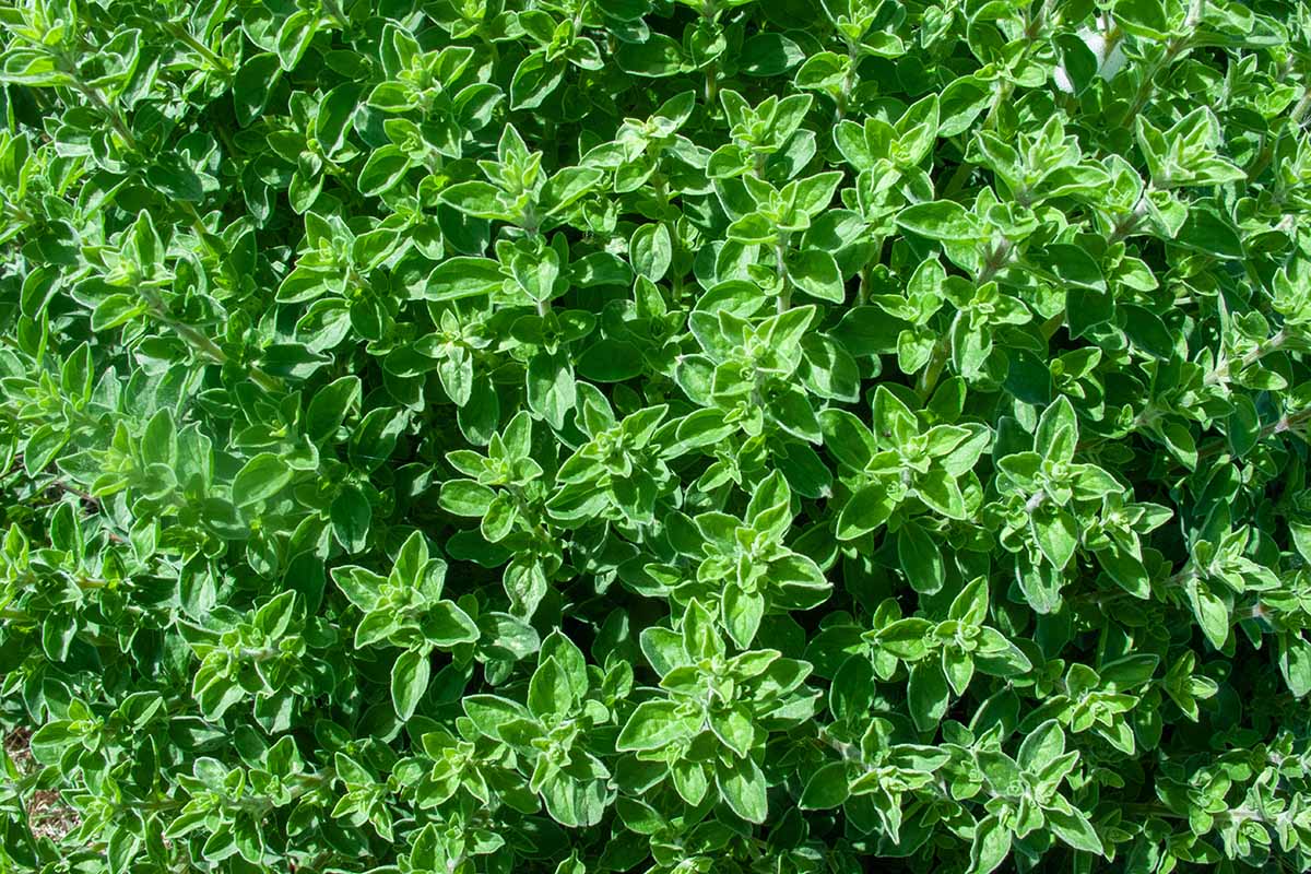 A close up horizontal image of thyme growing in the home herb garden pictured in bright sunshine.