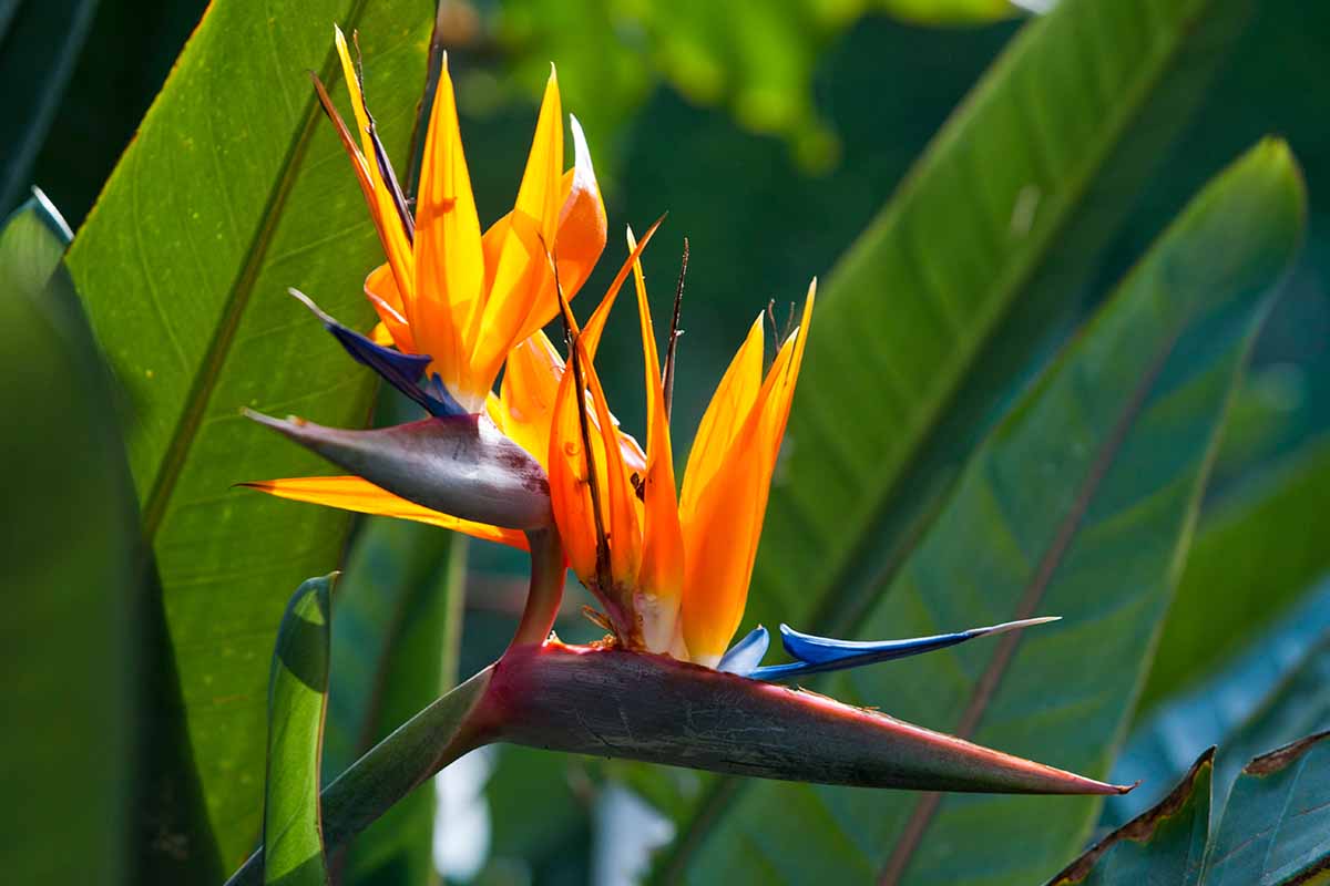 A close up horizontal image of a Strelitzia plant in bloom growing in the garden pictured in bright sunshine on a soft focus background.