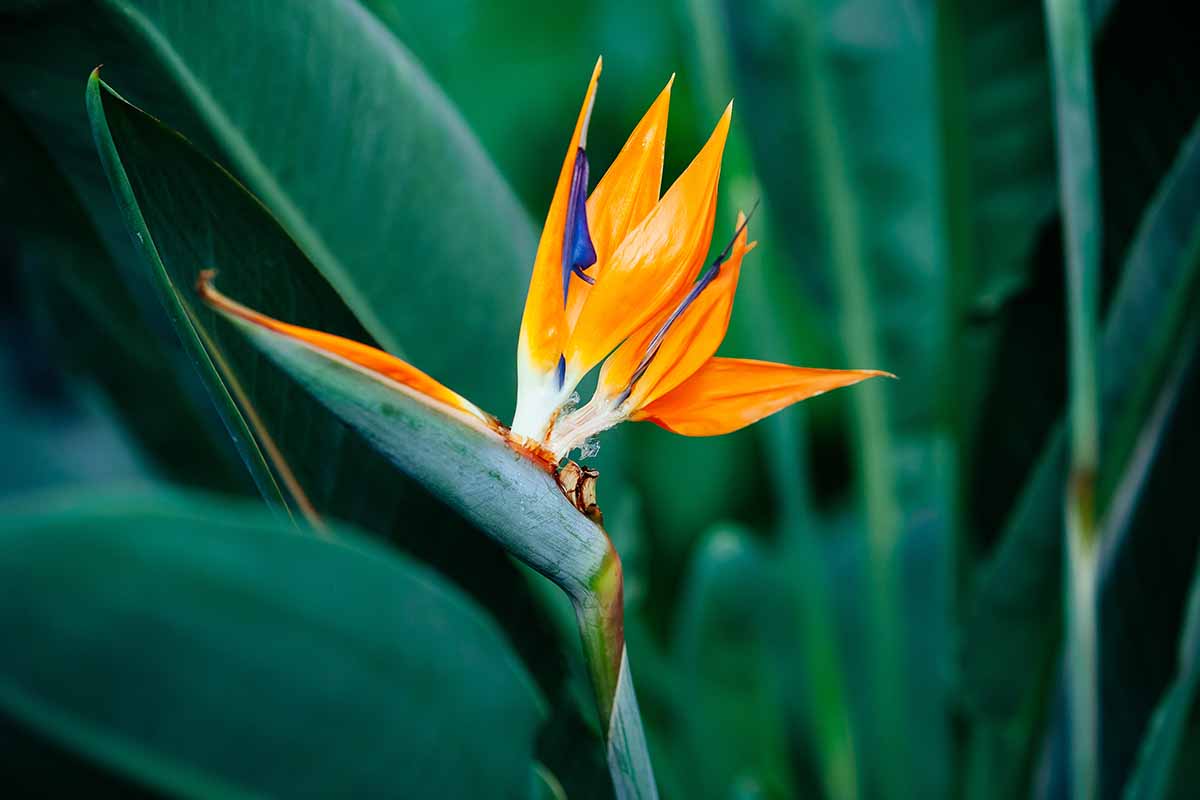 A close up horizontal image of a colorful Strelitzia flower growing in the garden pictured on a green soft focus background.