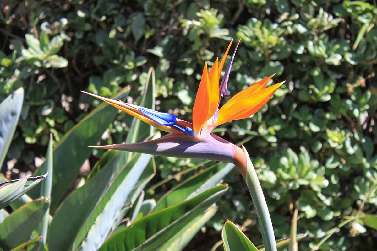 A close up horizontal image of a brightly colored bird of paradise (Strelitzia) flower pictured growing in a sunny garden with foliage in soft focus in the background.