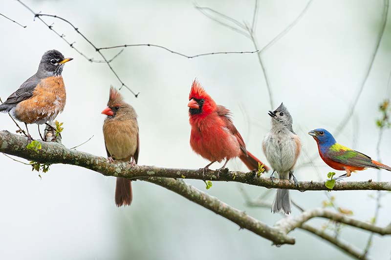 A close up horizontal image of a collection of colorful songbirds on the branch of a tree in winter.