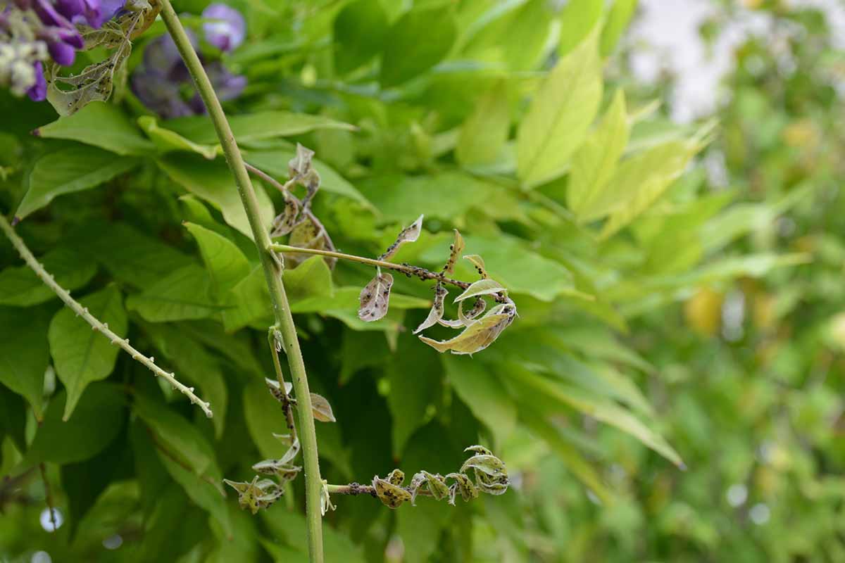 A horizontal image of new growth on a wisteria vine infested with black aphids.