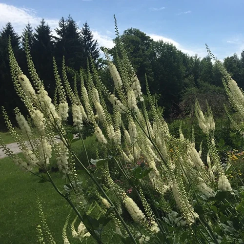 A square image of black cohosh flowers growing in a garden border pictured on a blue sky background.