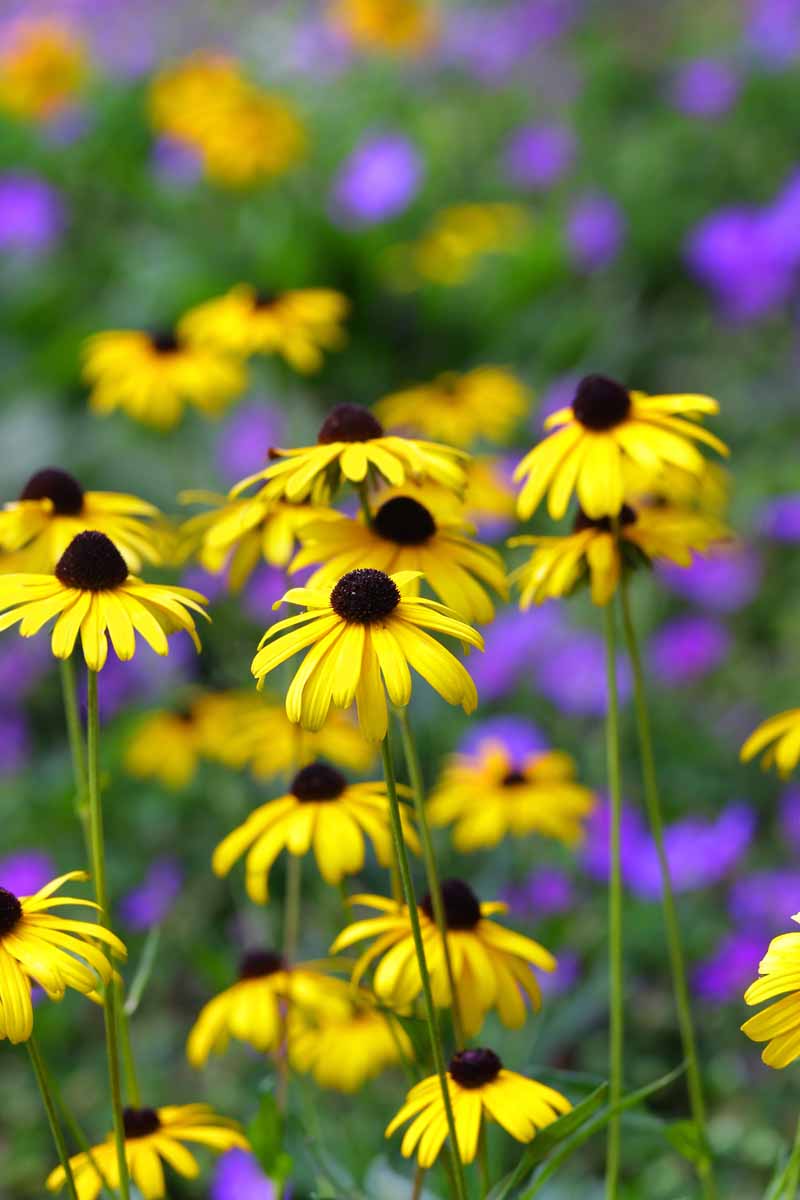 Vertical image of yellow black eyed susan flowers in a field.