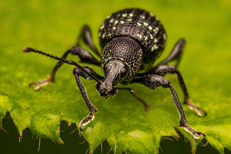 A close up horizontal image of a black vine weevil on the surface of a leaf.
