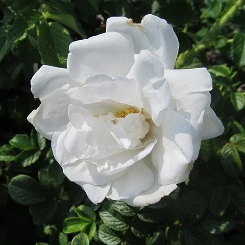 A square image of a single white 'Blanc Double de Coubert' rose flower pictured in bright sunshine in the garden.