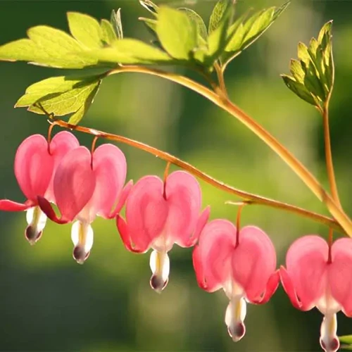 A close up of the delicate pink flowers of bleeding hearts growing in the garden pictured on a soft focus background.