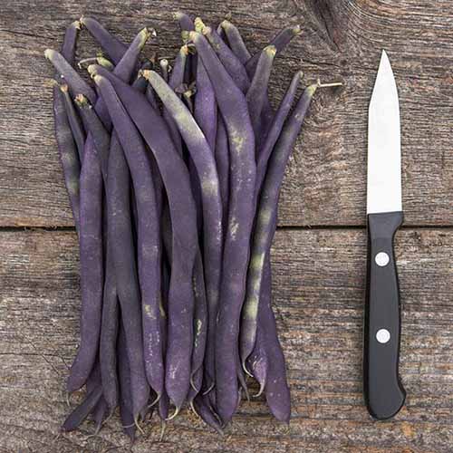 A close up square image of a pile of 'Blue Coco' purple beans set on a wooden surface with a knife.