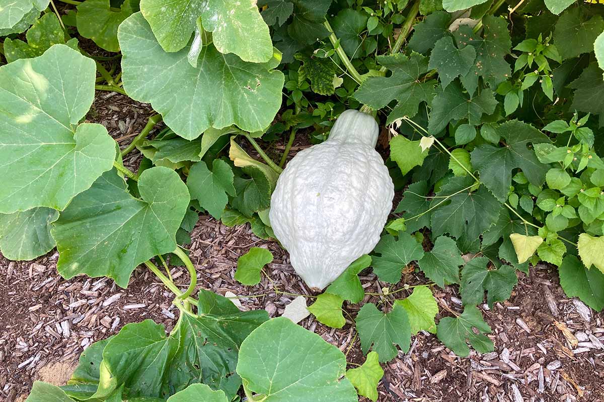 A close up horizontal image of a 'Blue Hubbard' squash growing on the vine surrounded by foliage.