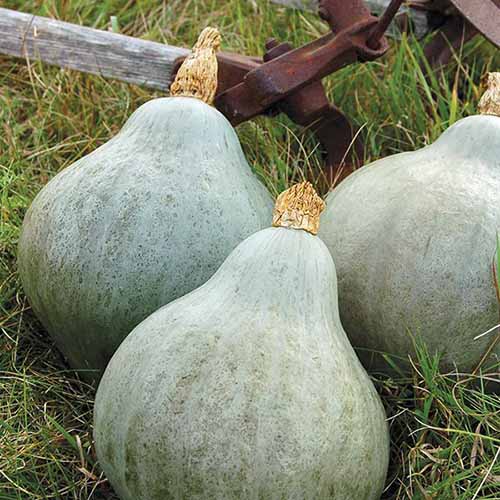 A close up square image of 'Blue Hubbard' squash set on the ground in the garden.