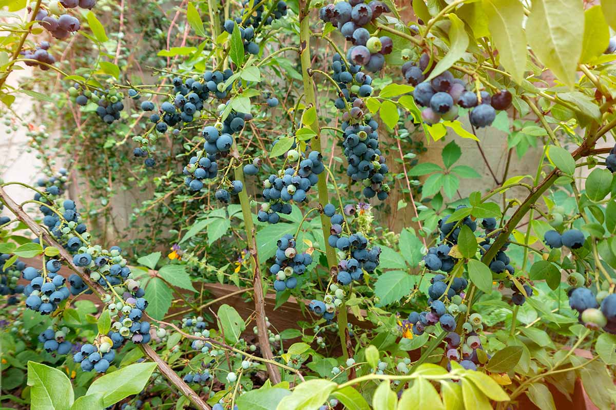 A horizontal image of blueberries growing in a raised bed garden.