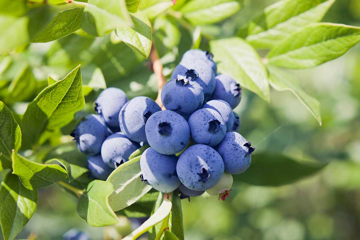 A close up horizontal image of a cluster of blueberries growing in the garden pictured in bright sunshine on a soft focus background.