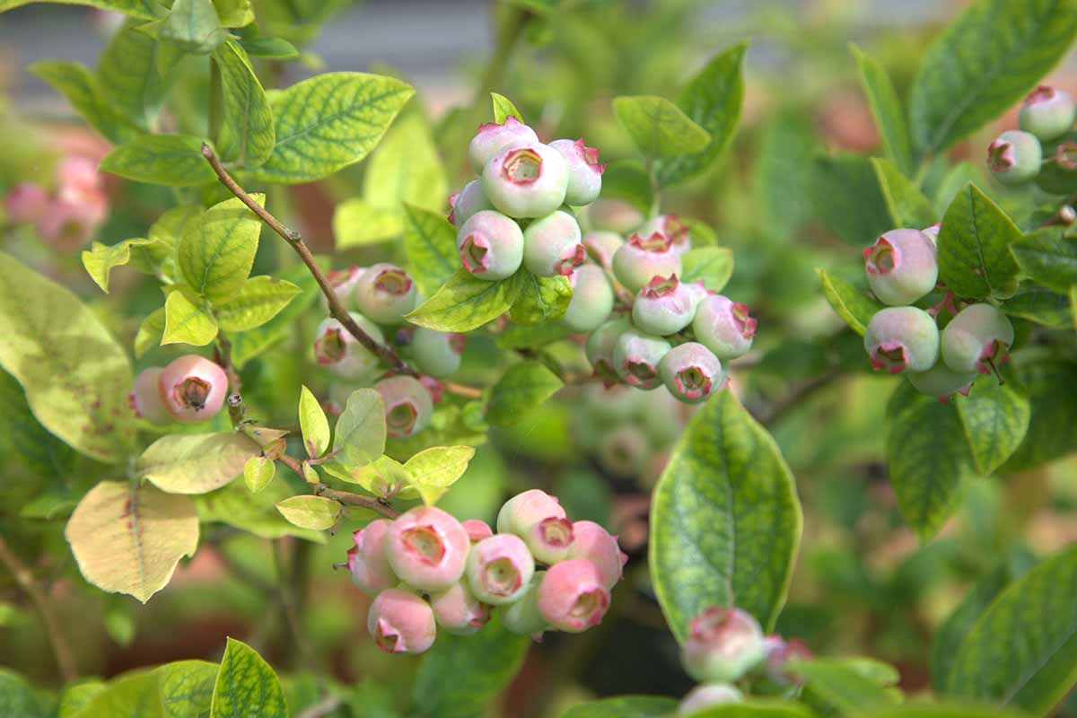 A close up of blueberry fruit that is pinkish-green instead of blue as a result of iron chlorosis.