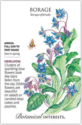 A close up of a borage seed packet with a hand-drawn illustration to the right and text to the left of the frame.