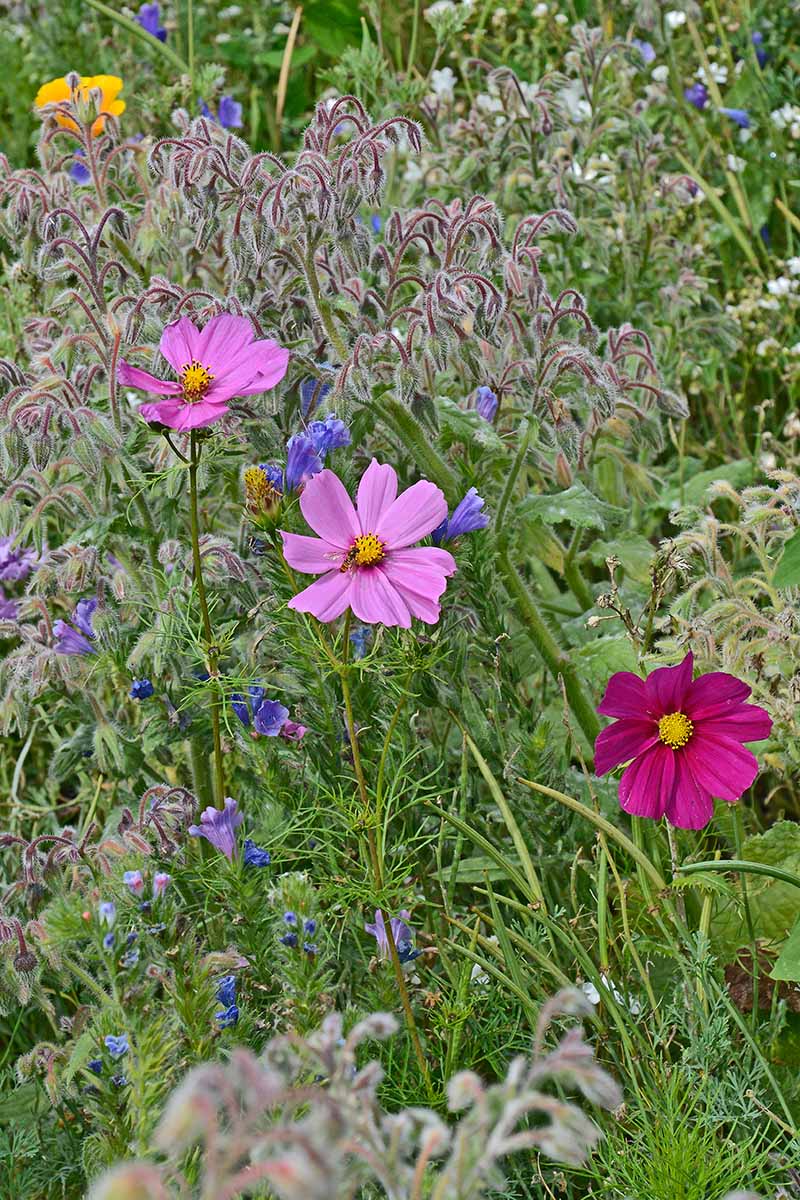A vertical image of borage and cosmos growing in a meadow.
