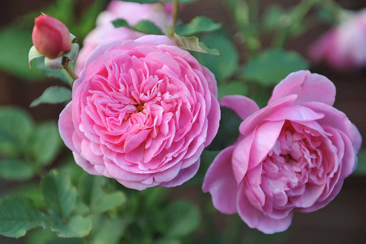 A close up horizontal image of two pink 'Boscobel' flowers growing in the garden pictured on a soft focus background.