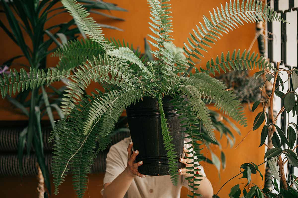 A close up horizontal image of a gardener holding up a large Boston fern growing in a black pot.
