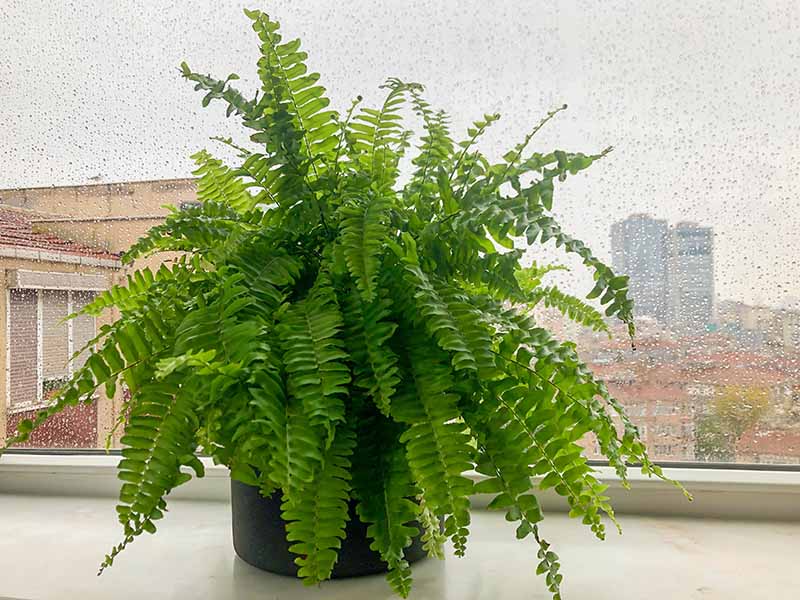 A close up horizontal image of a potted Boston fern set on a windowsill with a rainy cityscape in the background.